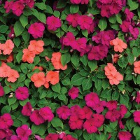 Impatiens walleriana